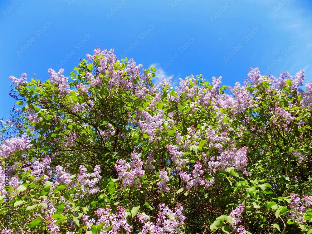 Obraz premium Lilac flower in spring