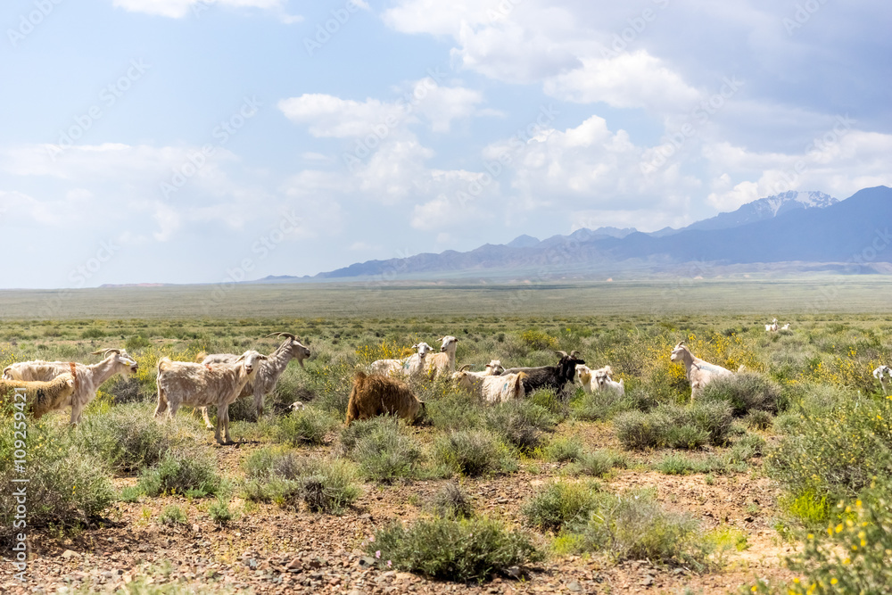 Obraz premium goats graze on a background of mountains