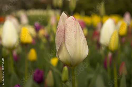 Colorful tulips in the Keukenhof garden, Netherlands photo