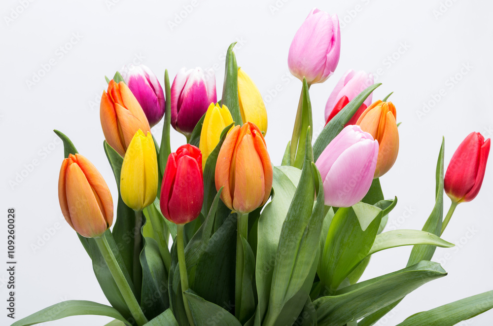 colorful bouquet of fresh spring tulip flowers colorful bouquet of fresh spring tulip flowers