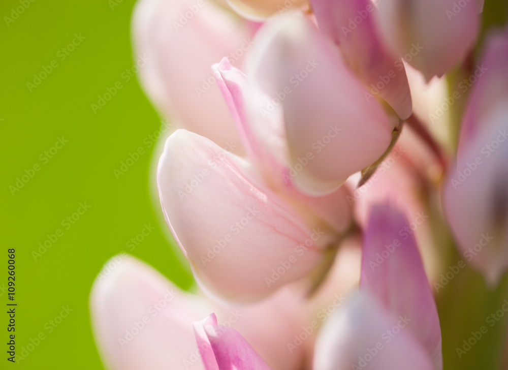 Lupin flowers (Lupinus)