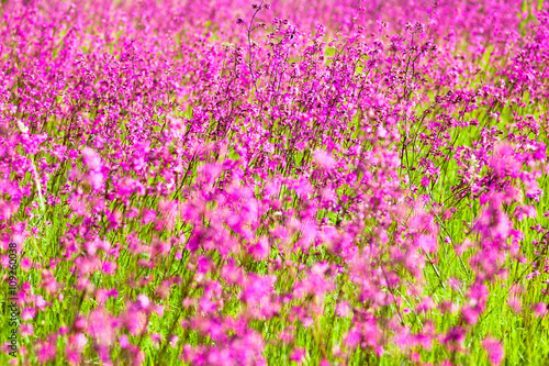 Blooming sticky catchflies (Silene viscaria)