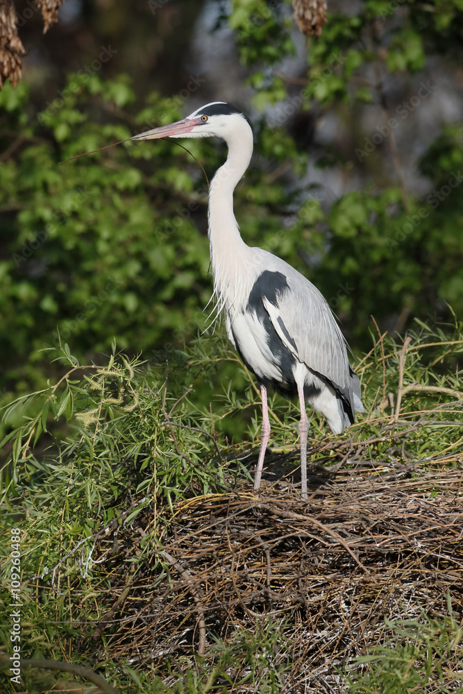 Grey heron, Ardea cinerea Grey heron, Ardea cinerea