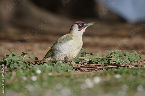 Green woodpecker, Picus viridis