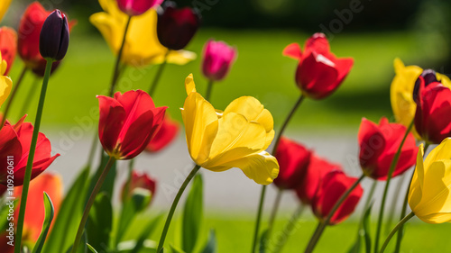 colorful tulips,spring time color