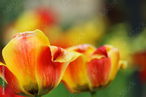 tulips blurred background
