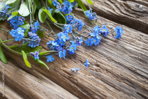Vergissmeinnicht (Myosotis) auf altem Treibholz / Holz Hintergrund, Textfreiraum