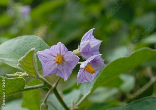 Eggplant flowers