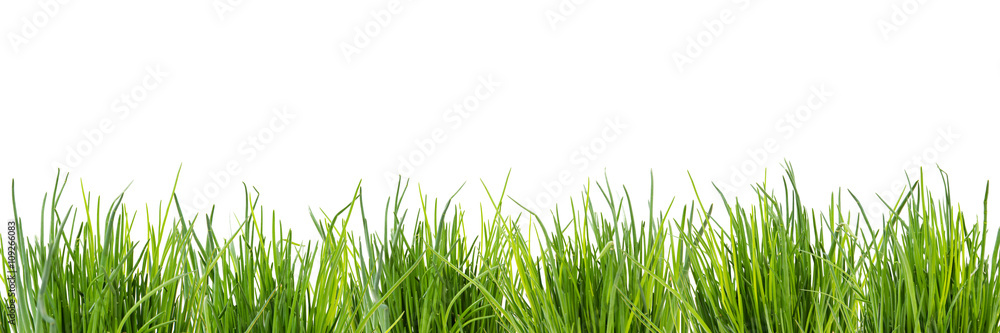 Hintergrund Schnittlauchfeld Hintergrund Schnittlauchfeld