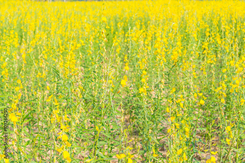Yellow flowers © watcharapol