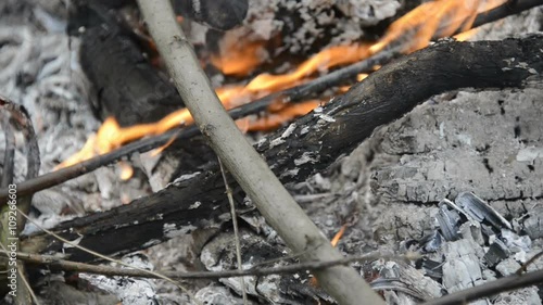 Wallpaper Mural Burning wood, campfire macro video, close up of burning forest Torontodigital.ca