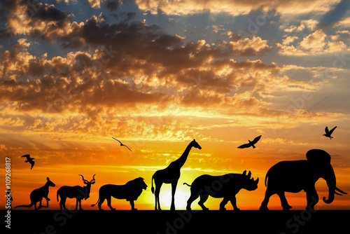 Silhouettes of animals on golden cloudy sunset background