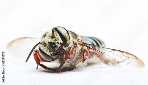 macro of black wasp