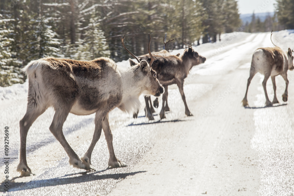 Reindeer crossing road Reindeer crossing road