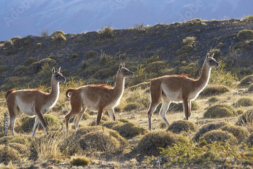 Guanaco (Lama guanicoe) grazing on a hillside in Torres del Paine National Park in the Magallanes region of southern Chile.