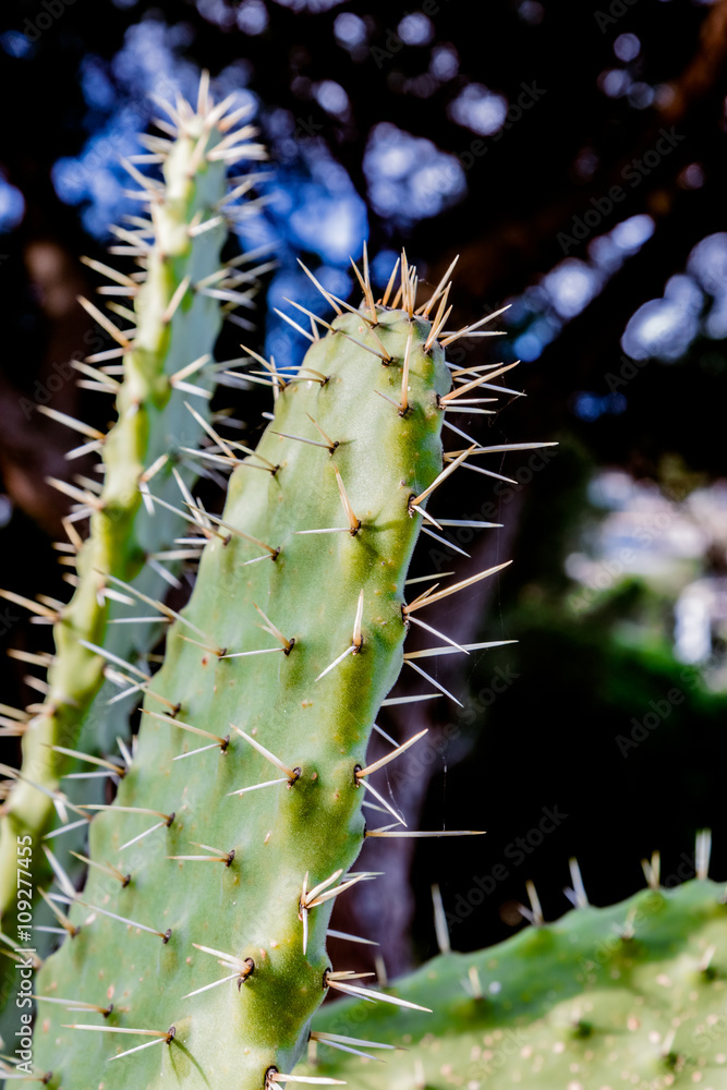 Feuille de Cactus, Figuiers de barbarie Stock Photo | Adobe Stock