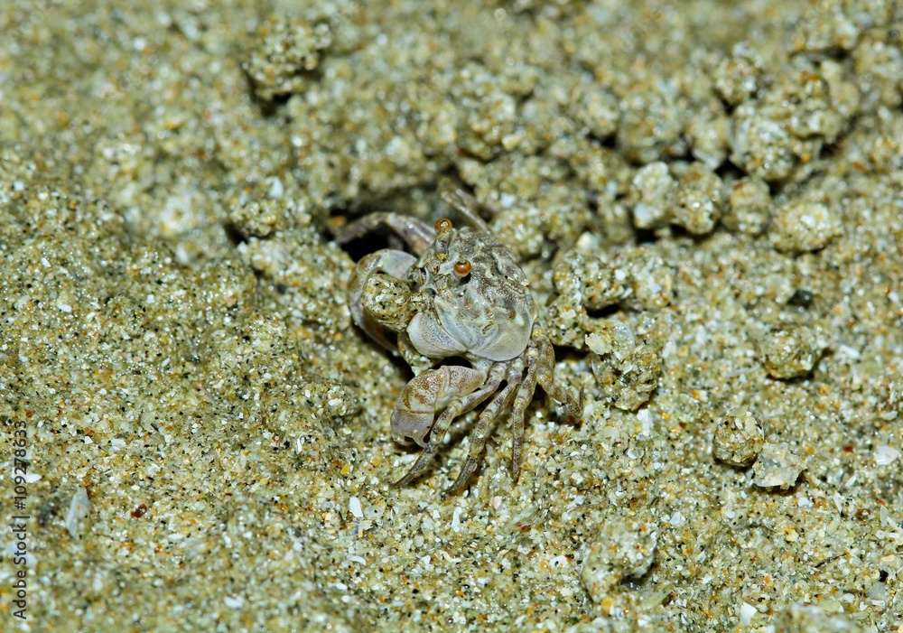 Crab on the beach,Thailand. Horned Ghost Crab,Horn-eyed Ghost Crab