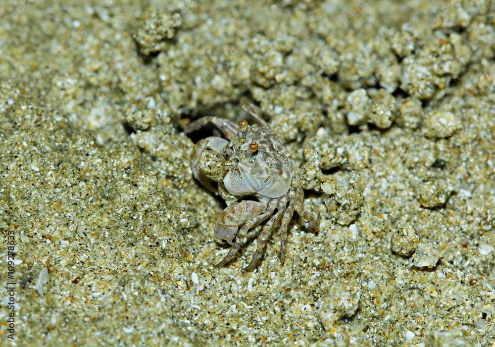 Crab on the beach,Thailand. Horned Ghost Crab,Horn-eyed Ghost Crab Crab on the beach,Thailand. Horned Ghost Crab,Horn-eyed Ghost Crab