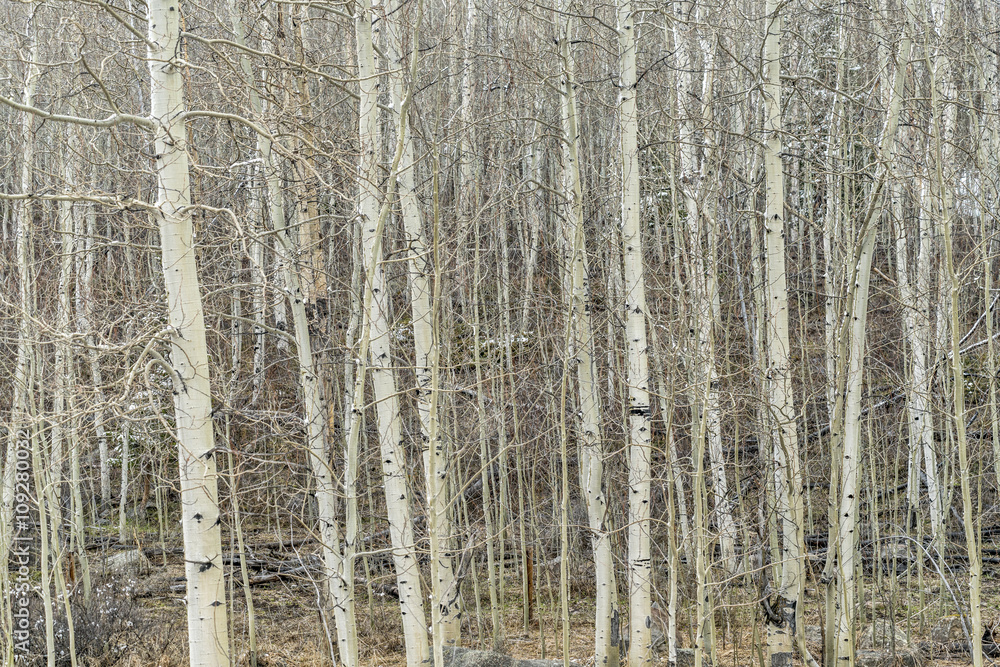 Obraz premium aspen grove in winter