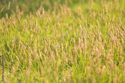 The grass in the evening