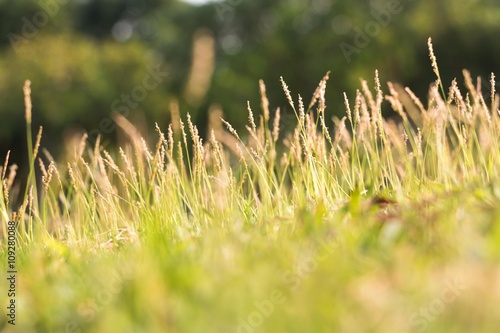 The grass in the evening