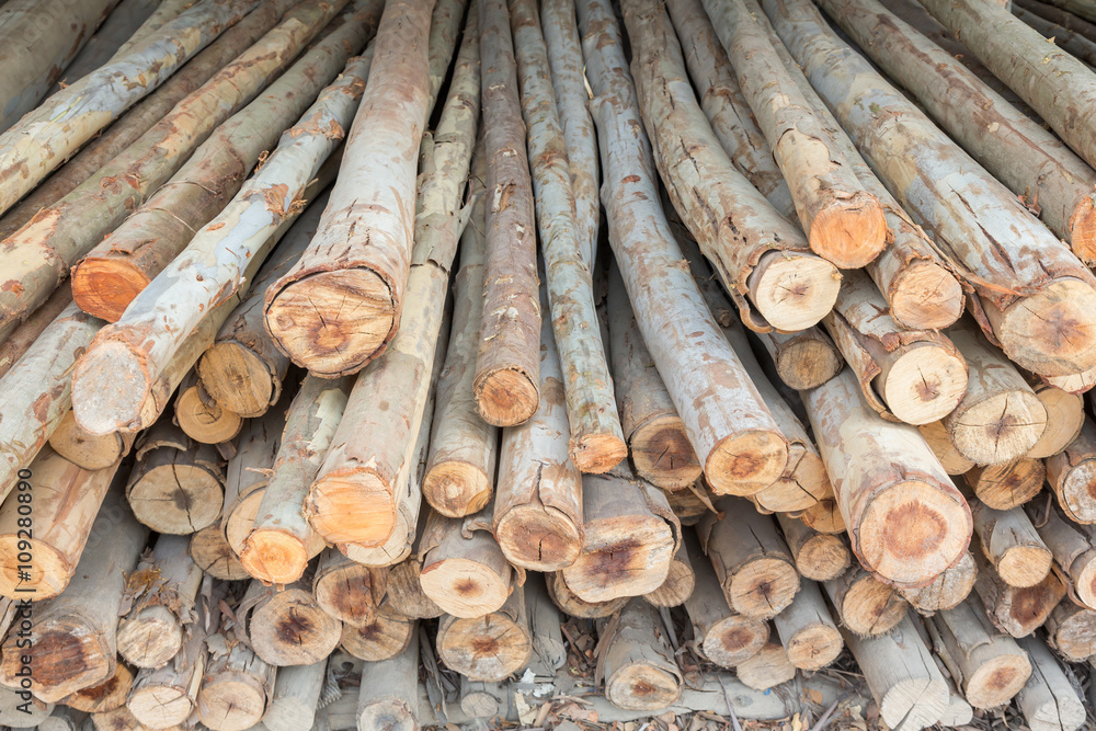 Stock of eucalyptus logs in a lumber yard Stock of eucalyptus logs in a lumber yard