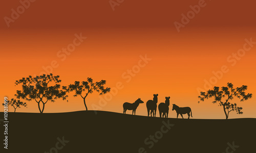 zebra family of silhouette in hills