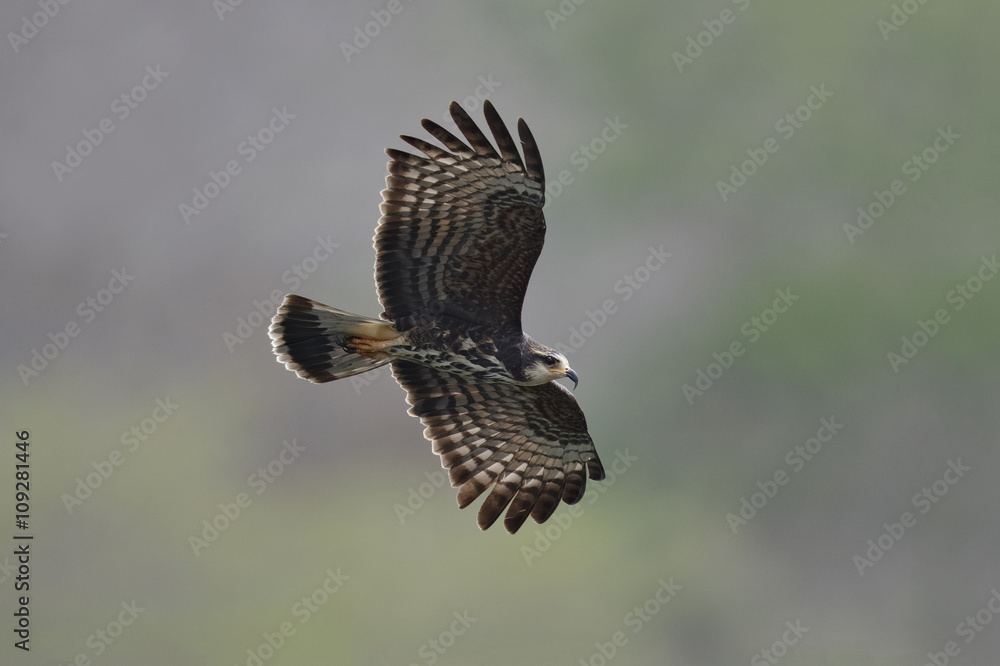 Obraz premium Female Snail Kite in Flight - Panama