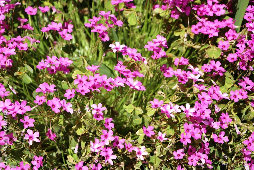 Phlox subulata Scarlet Flame