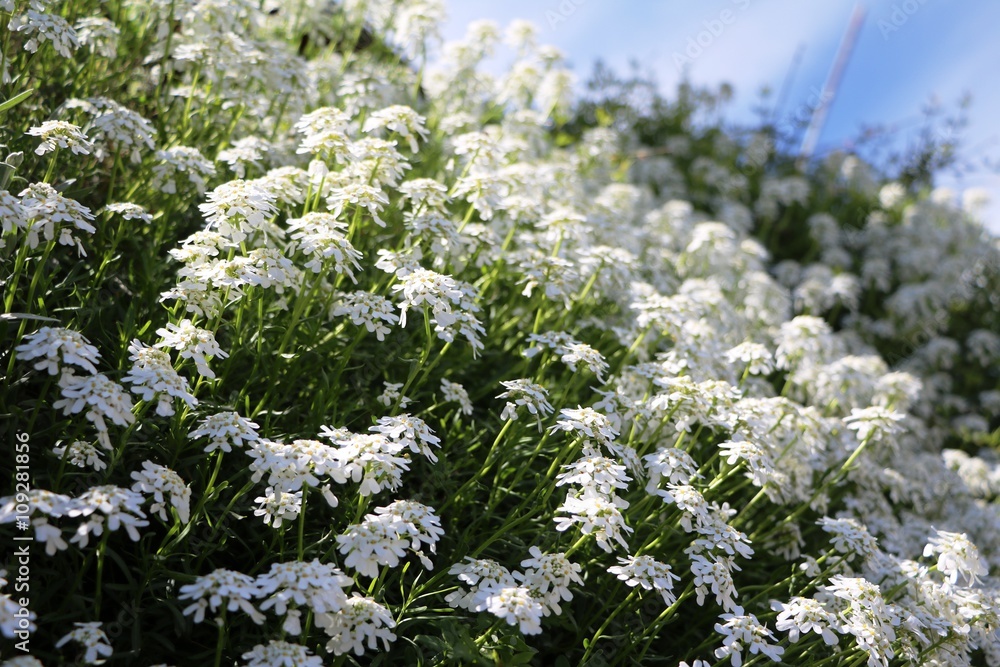 Obraz premium White Candytuft