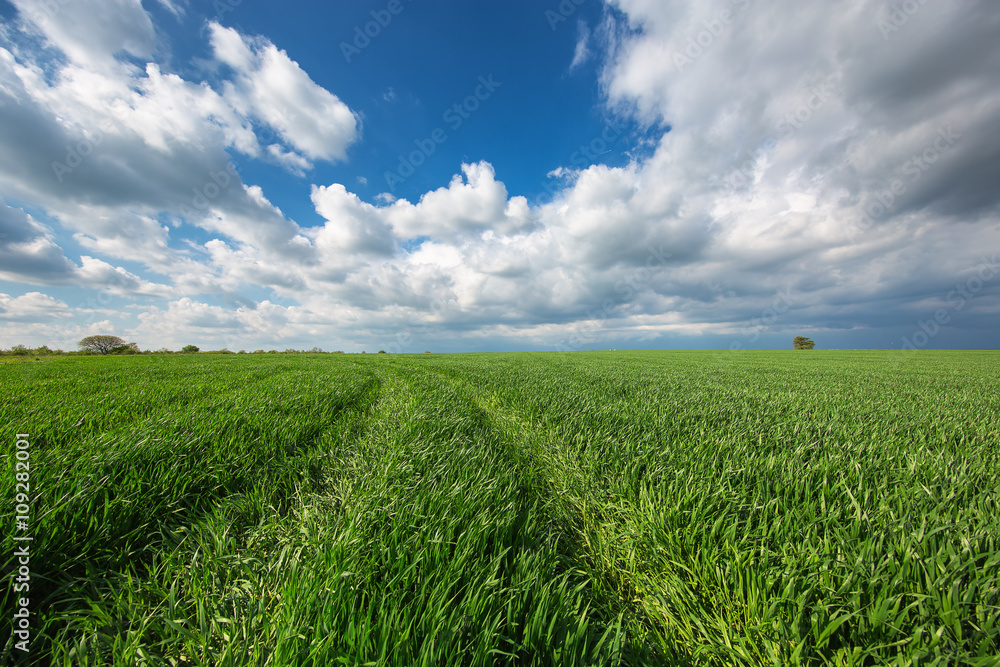 Green field and cloudy sky Green field and cloudy sky