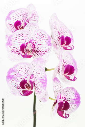 Purple and white Phalaenopsis orchids close up