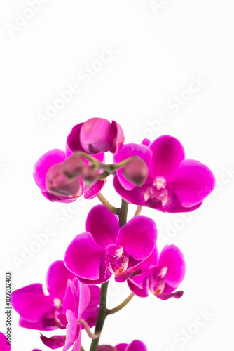 Fototapeta Naklejka Na Ścianę i Meble -  Small purple Phalaenopsis orchids close up