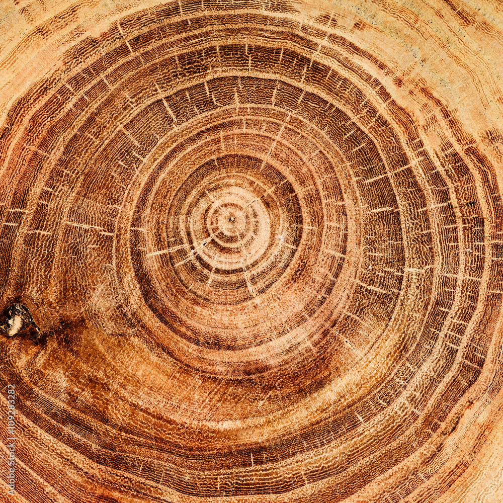 Fototapeta premium stump of oak tree felled - section of the trunk with annual rings