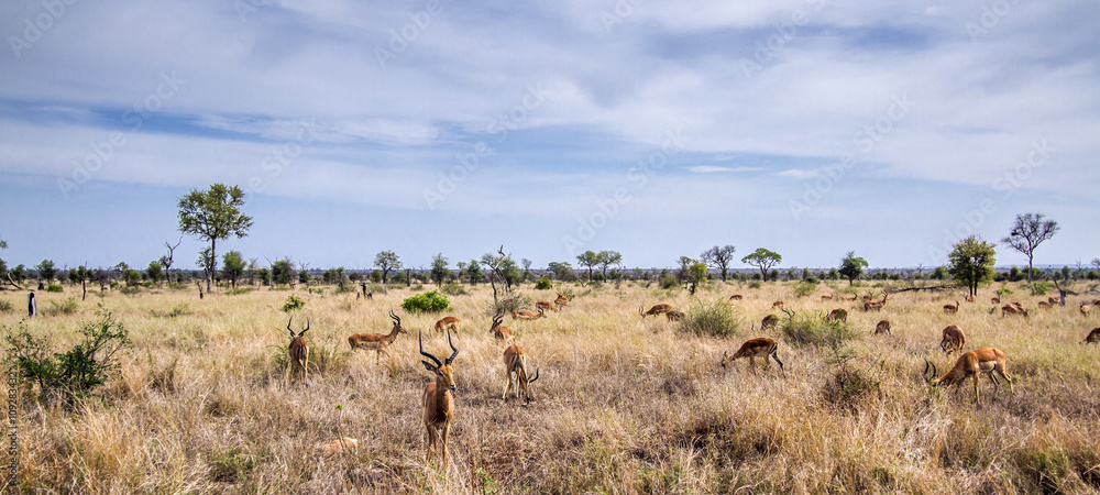Impala in Kruger National park, South Africa Impala in Kruger National park, South Africa