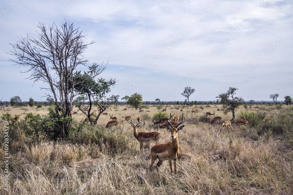 Impala in Kruger National park, South Africa Impala in Kruger National park, South Africa
