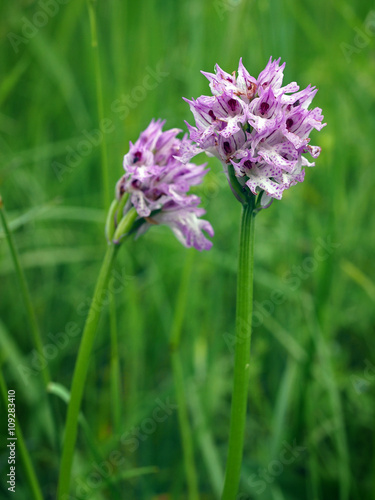 Three-toothed orchid  Neotinea tridentata  flowering in a field in Italy.