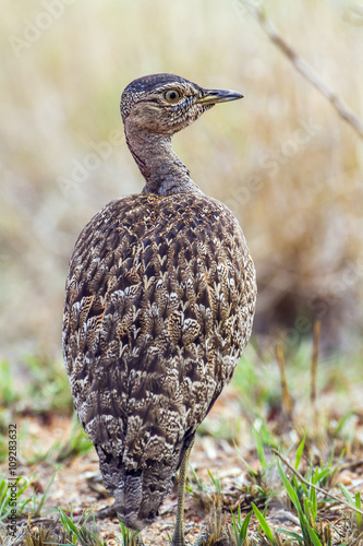 Black-bellied bustard in Kruger National park, South Africa photo