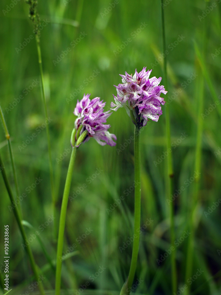 Three-toothed orchid (Neotinea tridentata) flowering in a field in Italy.
