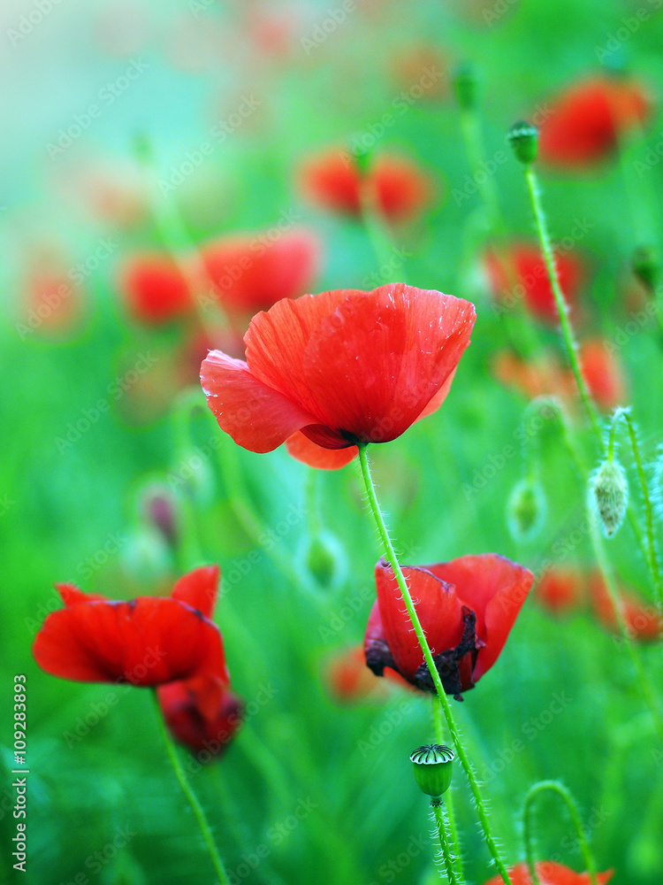 Fototapeta premium Common poppy (Papaver rhoeas) flowering in a meadow in Italy. 