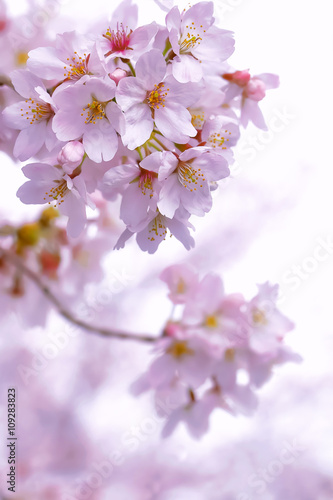 満開の桜