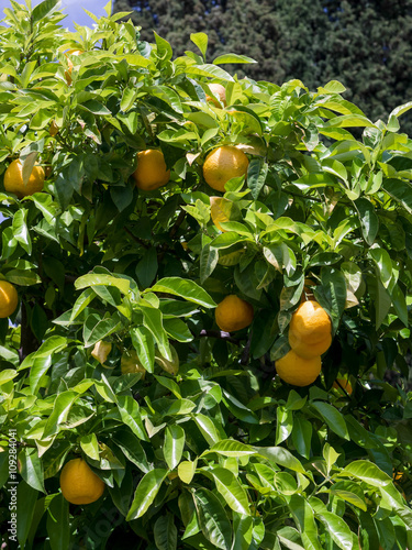 Orange tree in the Alhambra Palace gardens
