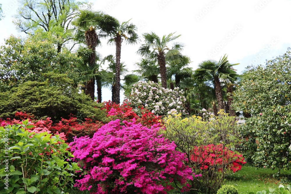 Blossoming spring garden on Lake Maggiore, Italy