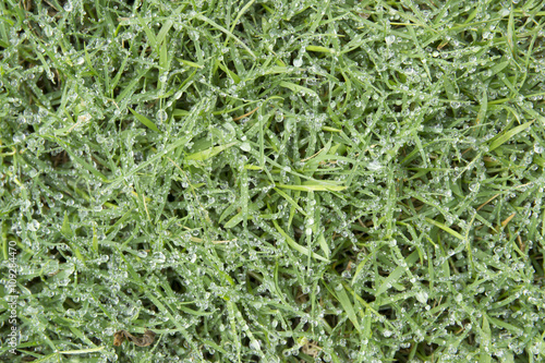 green grass. background of natural. fresh spring green grass with dew