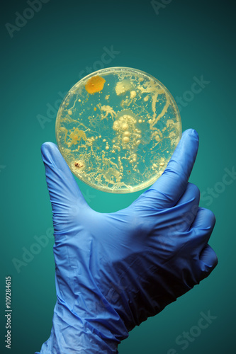 Принти на полотні Gloved hand holding bacteria growing in a petri dish