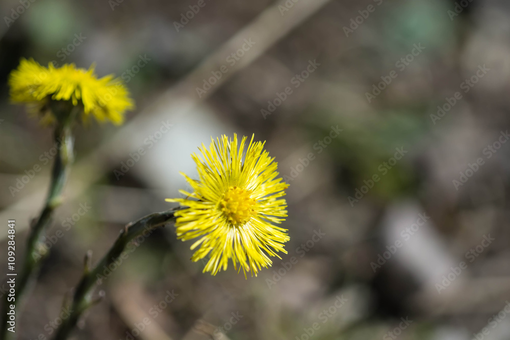 Coltsfoot flower in a bright sunny spring day Coltsfoot flower in a bright sunny spring day