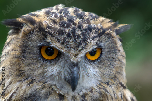 Eurasian Eagle-Owl (Bubo bubo) © philipbird123