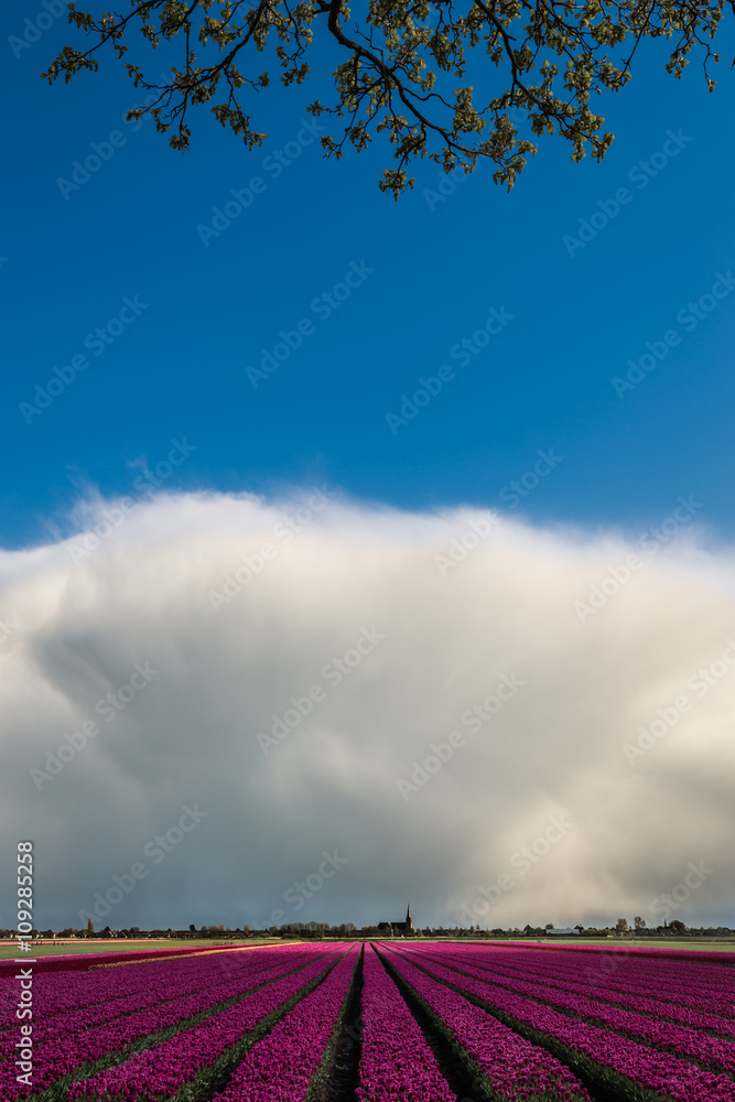 Tulips field in Holland, Europe, in springtime with a huge clouds formation rising at the horizon