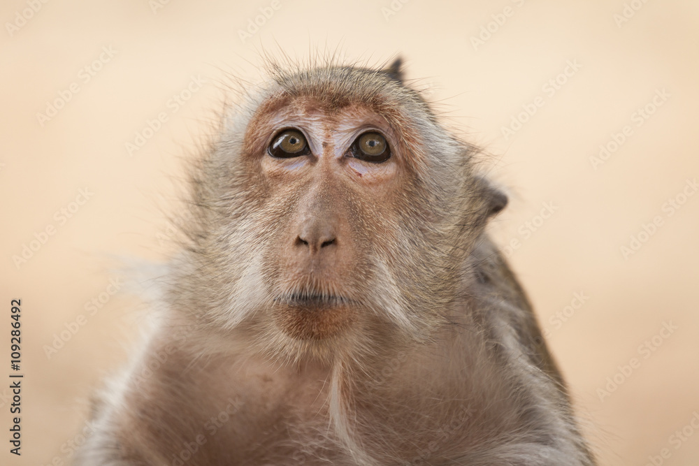 Obraz premium Asian monkey close up portrait