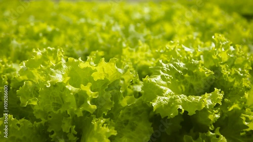 fresh salad in the garden